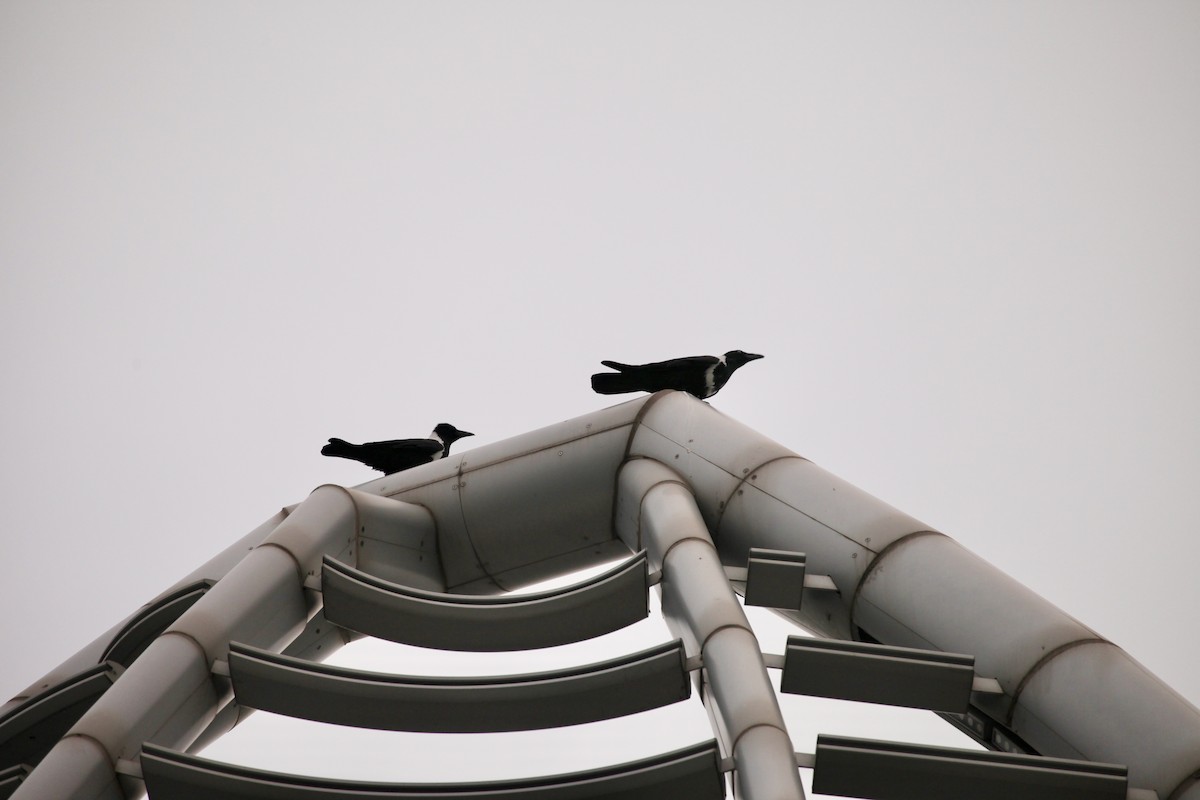 クビワガラス - ML644391677