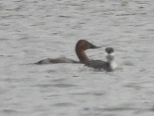 Canvasback - ML644391682