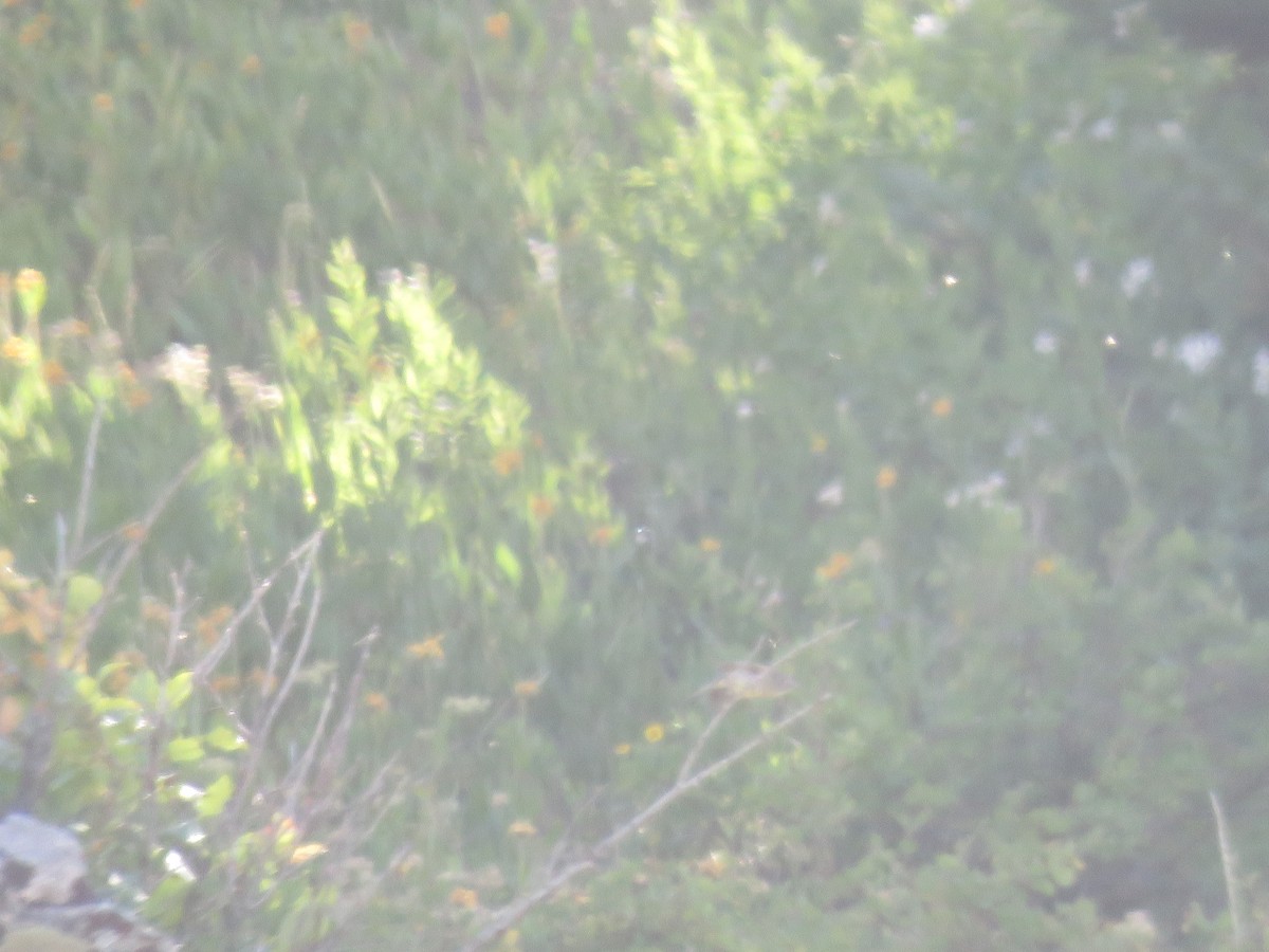 Dusky Flycatcher - ML644391683