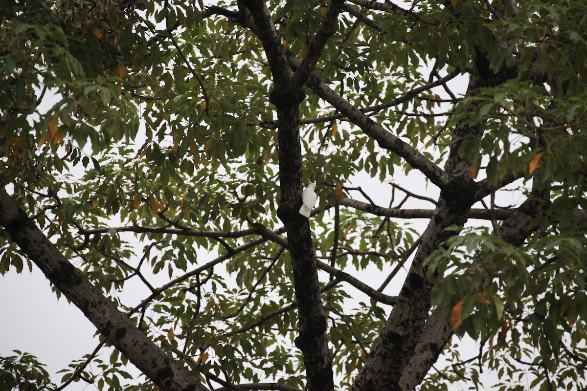 Yellow-crested Cockatoo - ML644391692