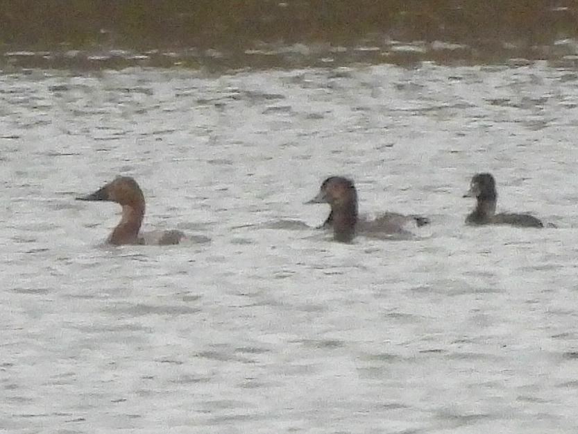 Canvasback - ML644391696