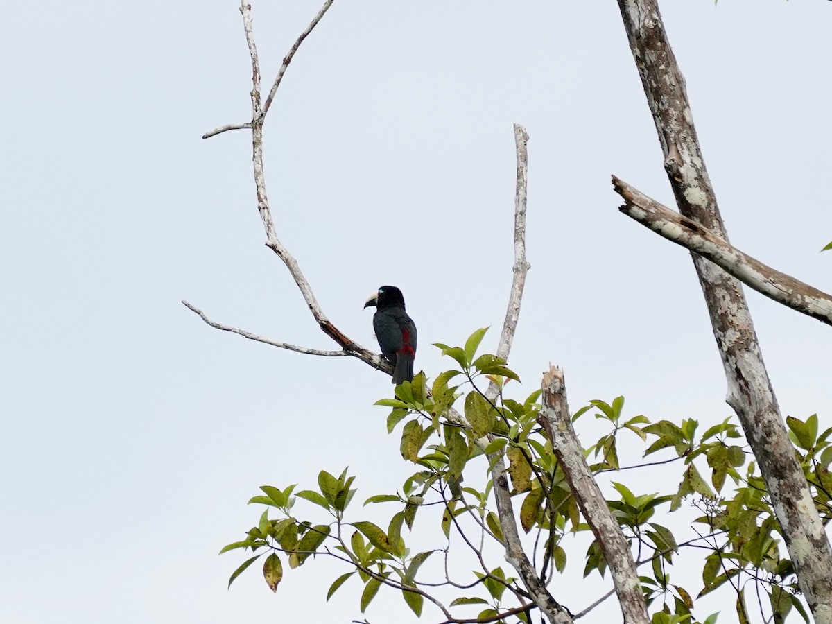 Kestane Kulaklı Arasari - ML644391699