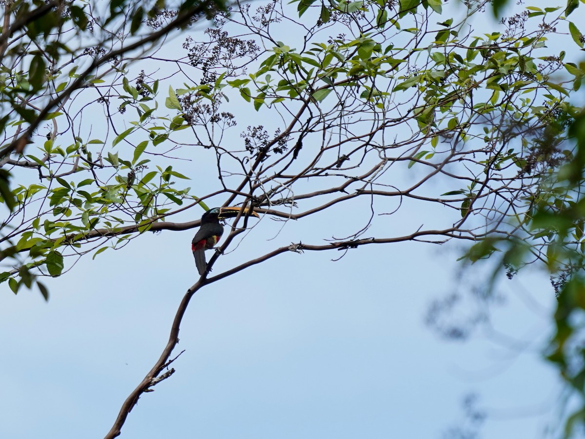 Kestane Kulaklı Arasari - ML644391700