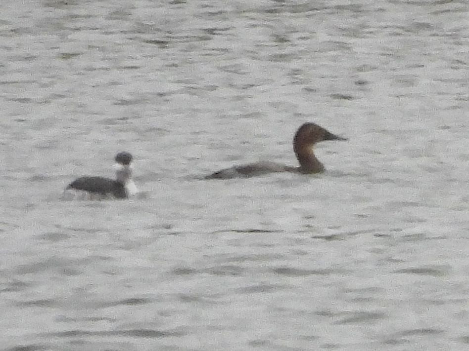 Canvasback - ML644391704