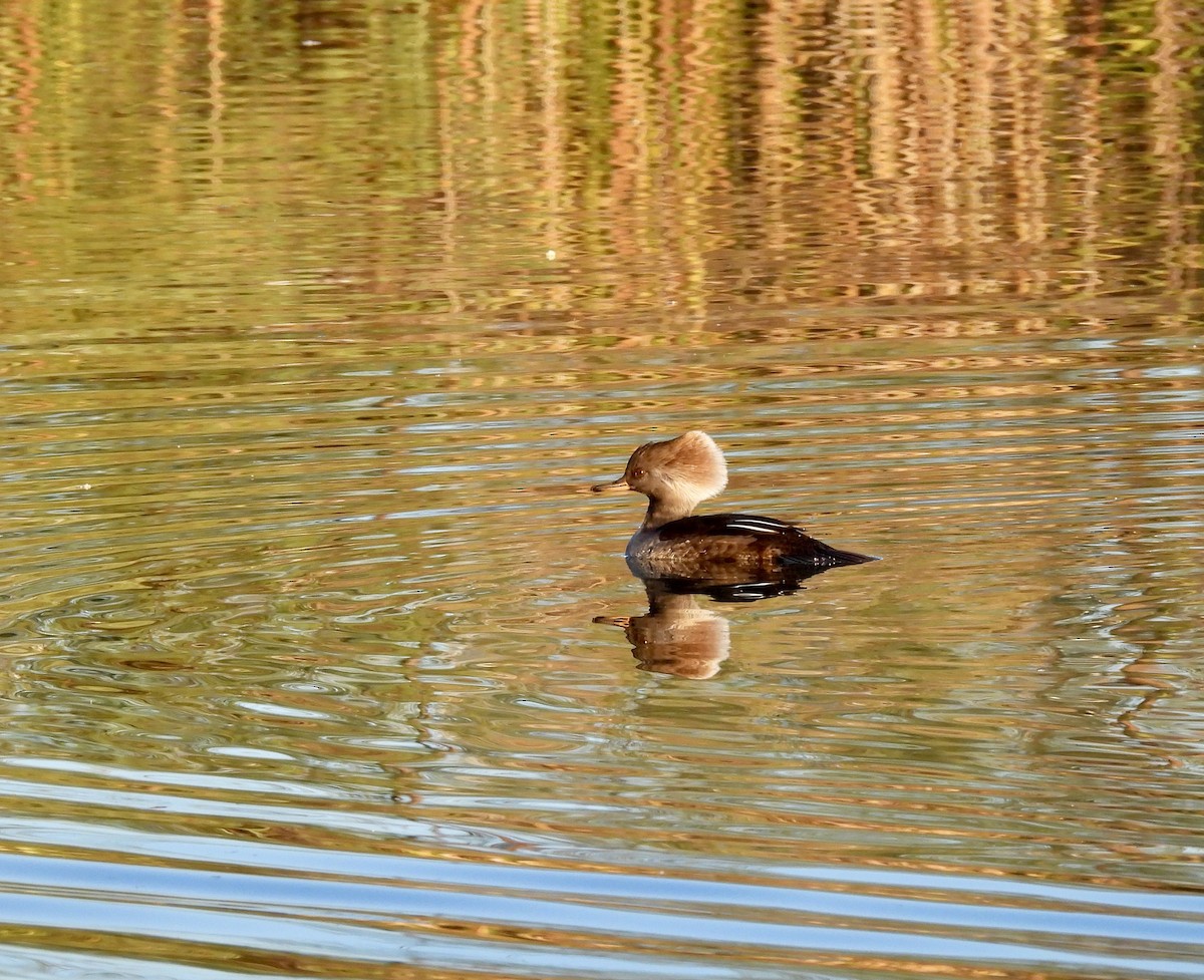 Zerra buruhandia - ML644391718