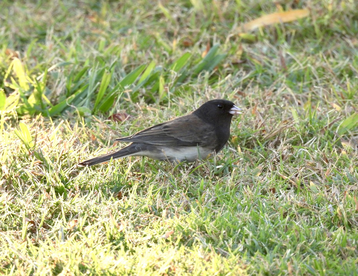Dark-eyed Junco (cismontanus) - ML644391731