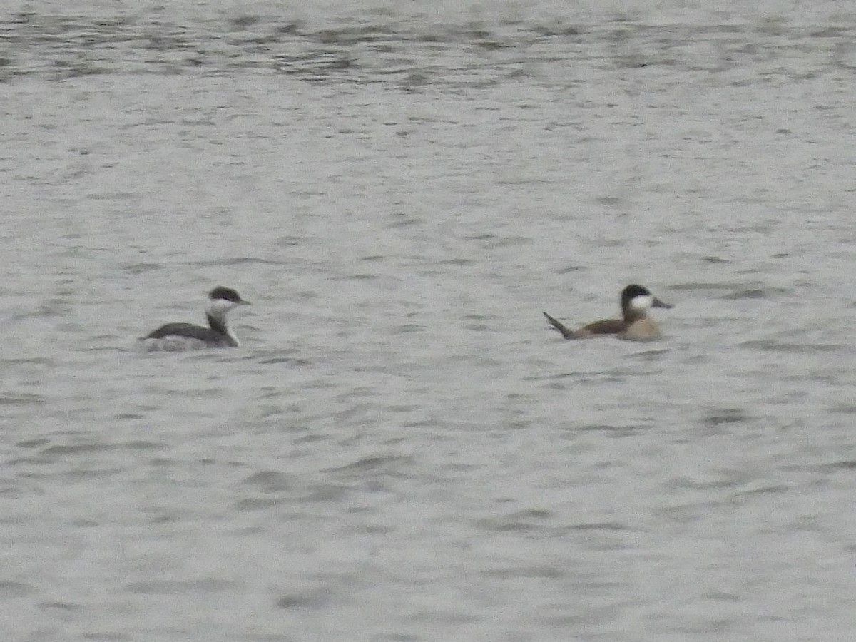 Савка американська - ML644391743