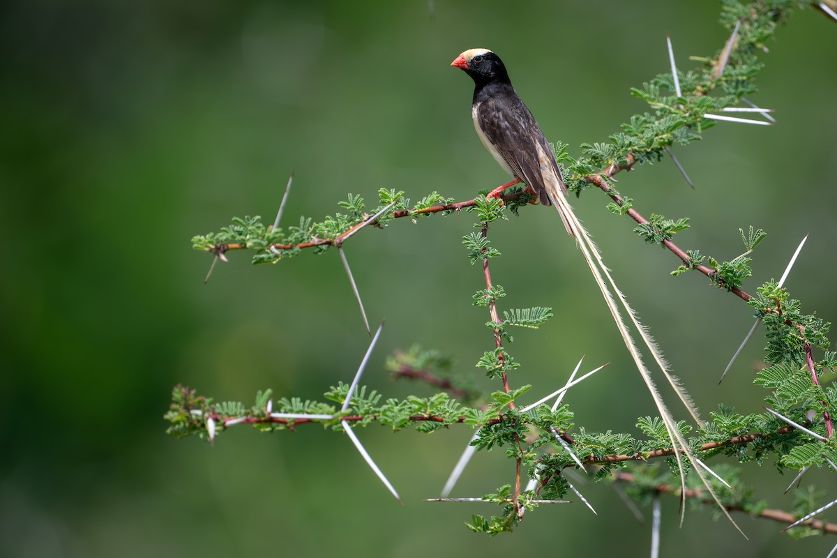 Straw-tailed Whydah - ML644391744