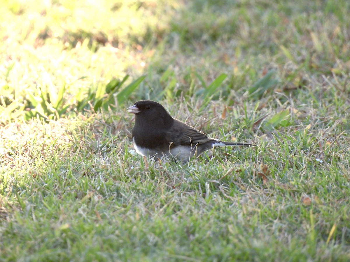 Dark-eyed Junco (cismontanus) - ML644391746
