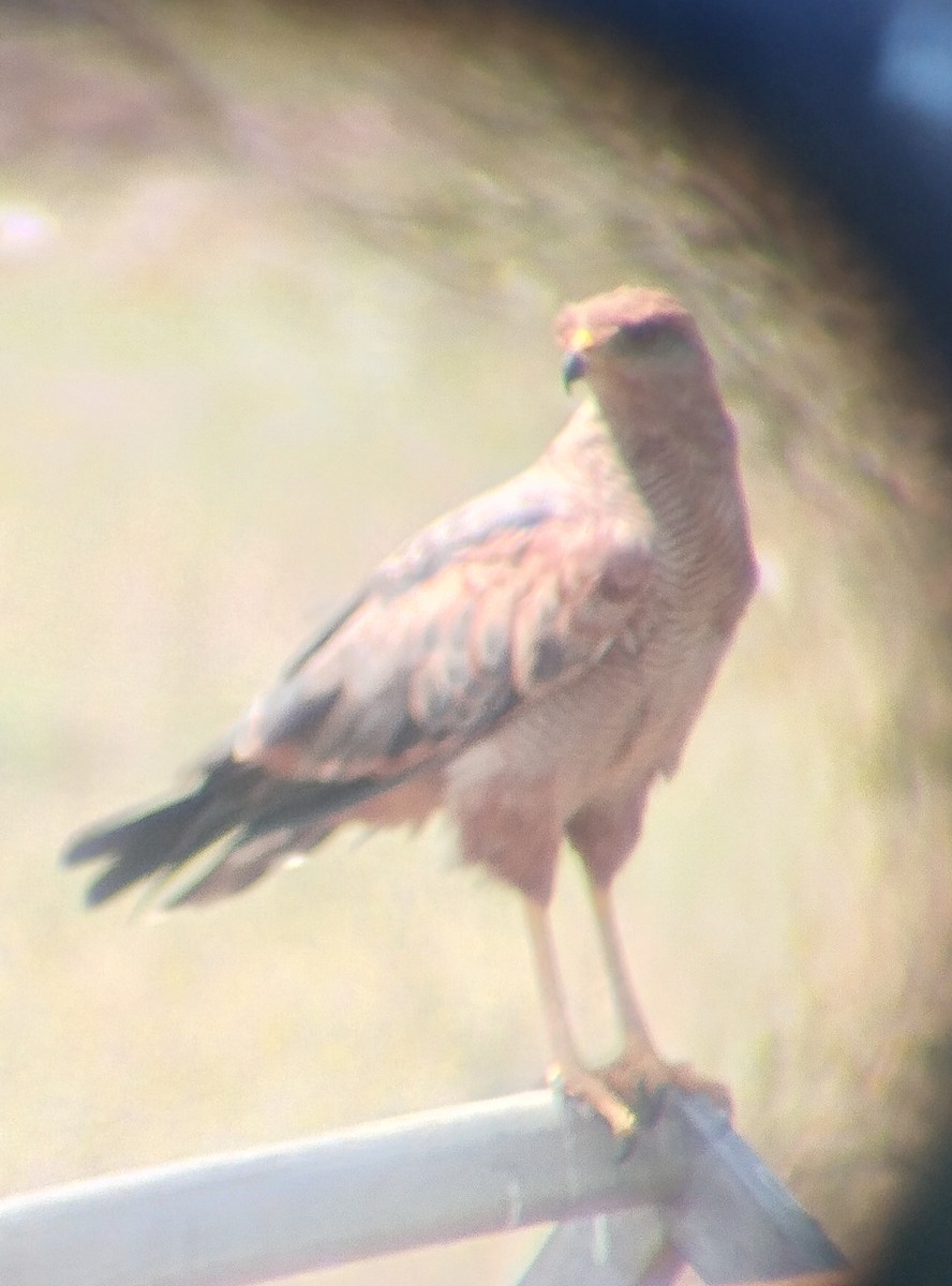 Savanna Hawk - ML644391747