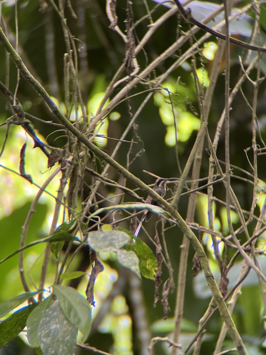 Long-billed Hermit - ML644391751
