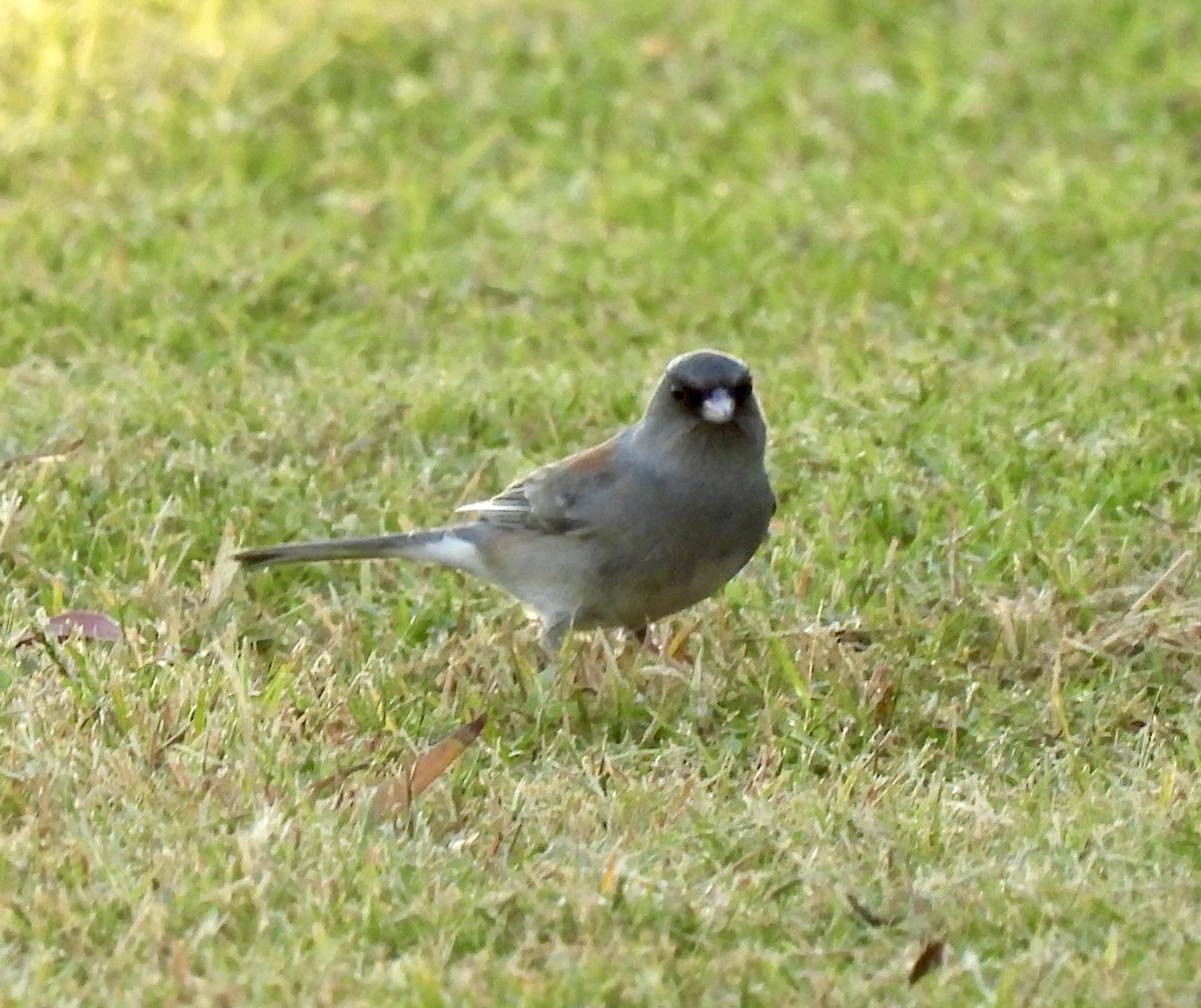 Dark-eyed Junco (Gray-headed) - ML644391760