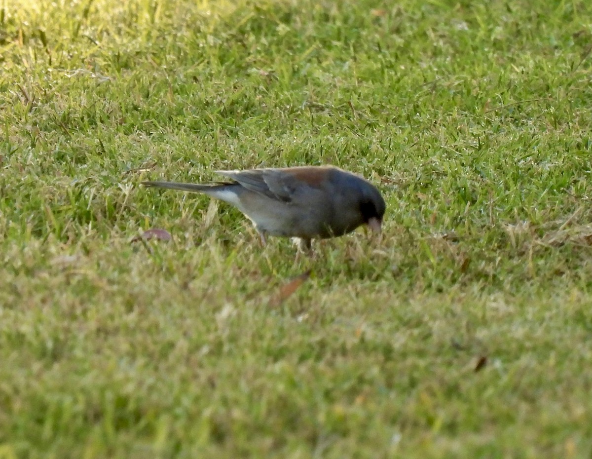 Dark-eyed Junco (Gray-headed) - ML644391767