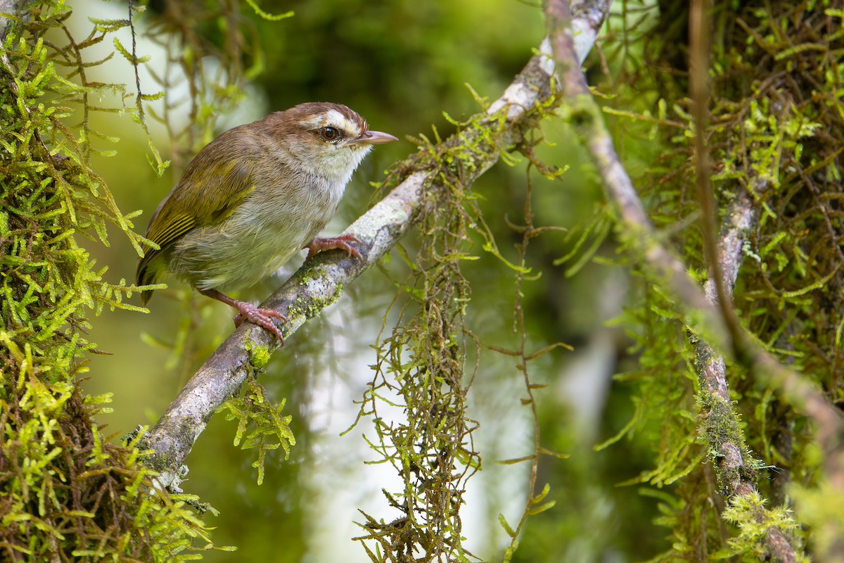 White-browed Crombec - ML644391781
