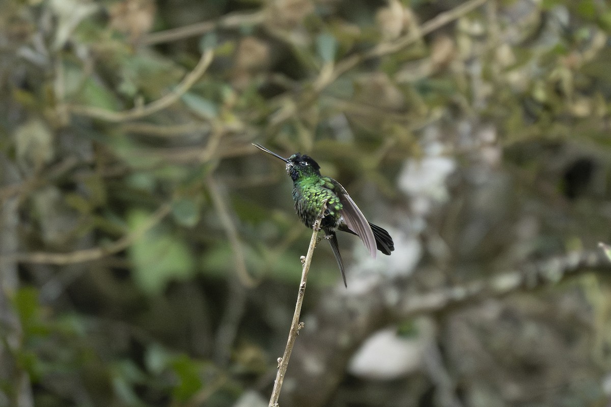 Buff-winged Starfrontlet - ML644391800