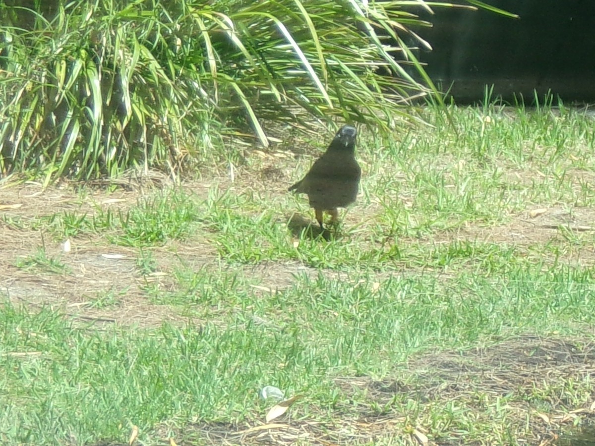 Cuervo Australiano - ML644391807