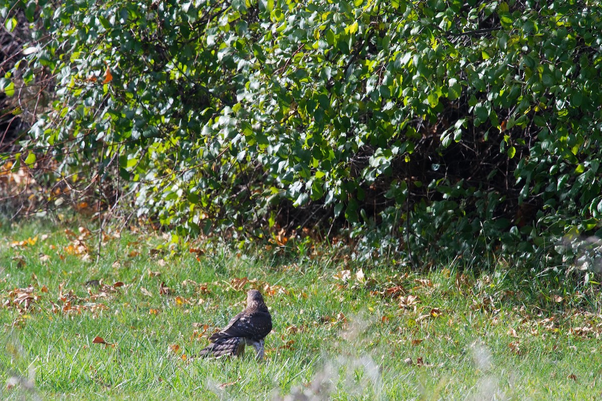 Cooper's Hawk - ML644391808