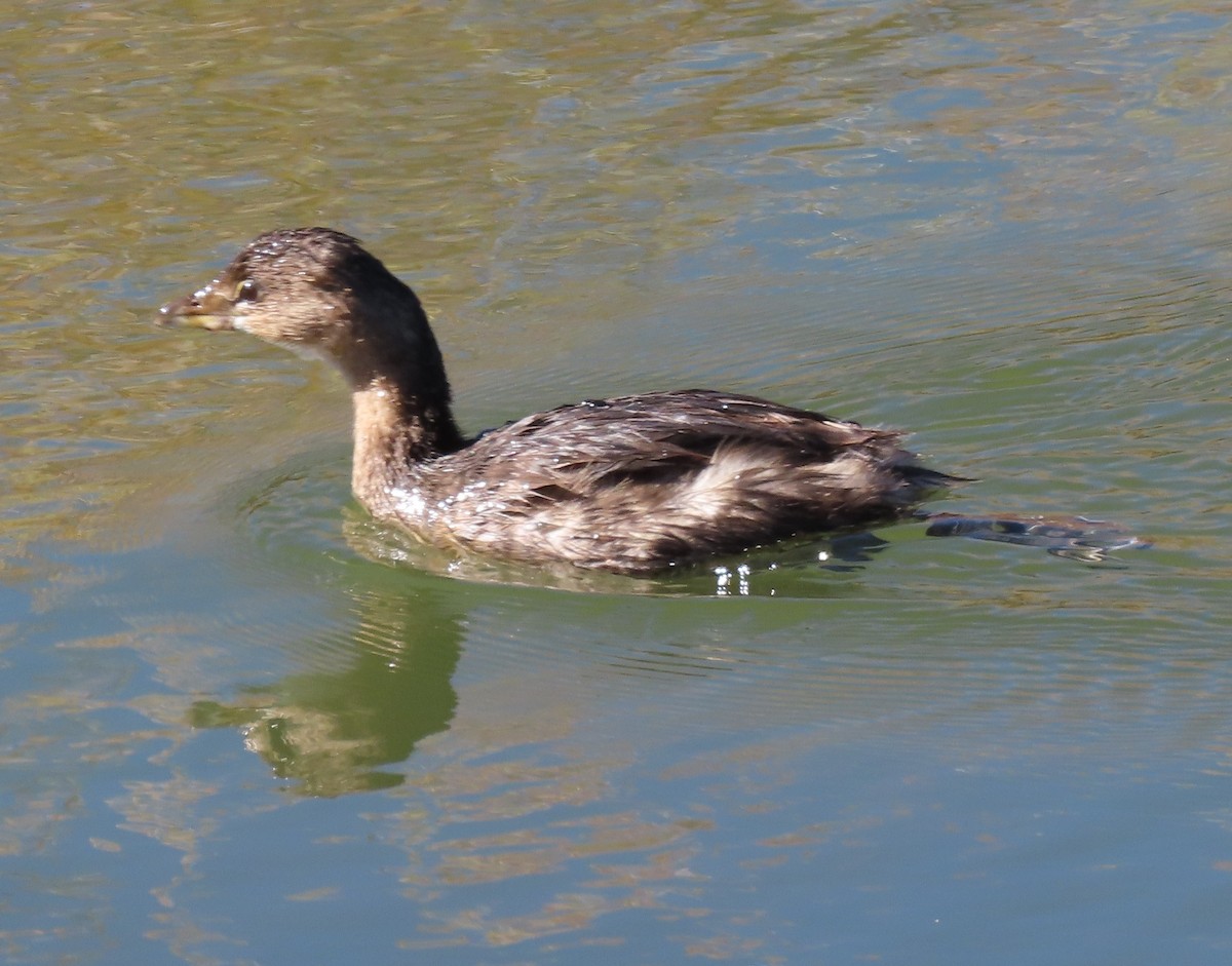 Pied-billed Grebe - ML644391819