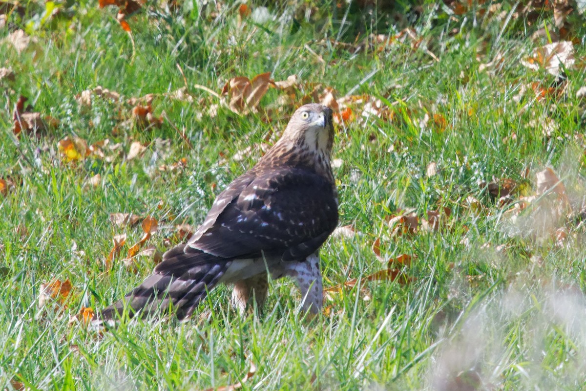 Cooper's Hawk - ML644391830
