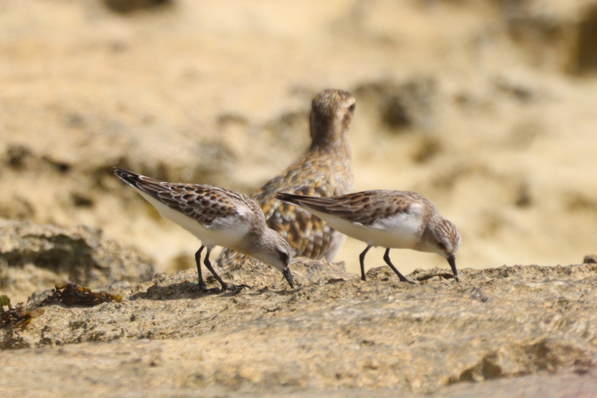 Red-necked Stint - ML644391837