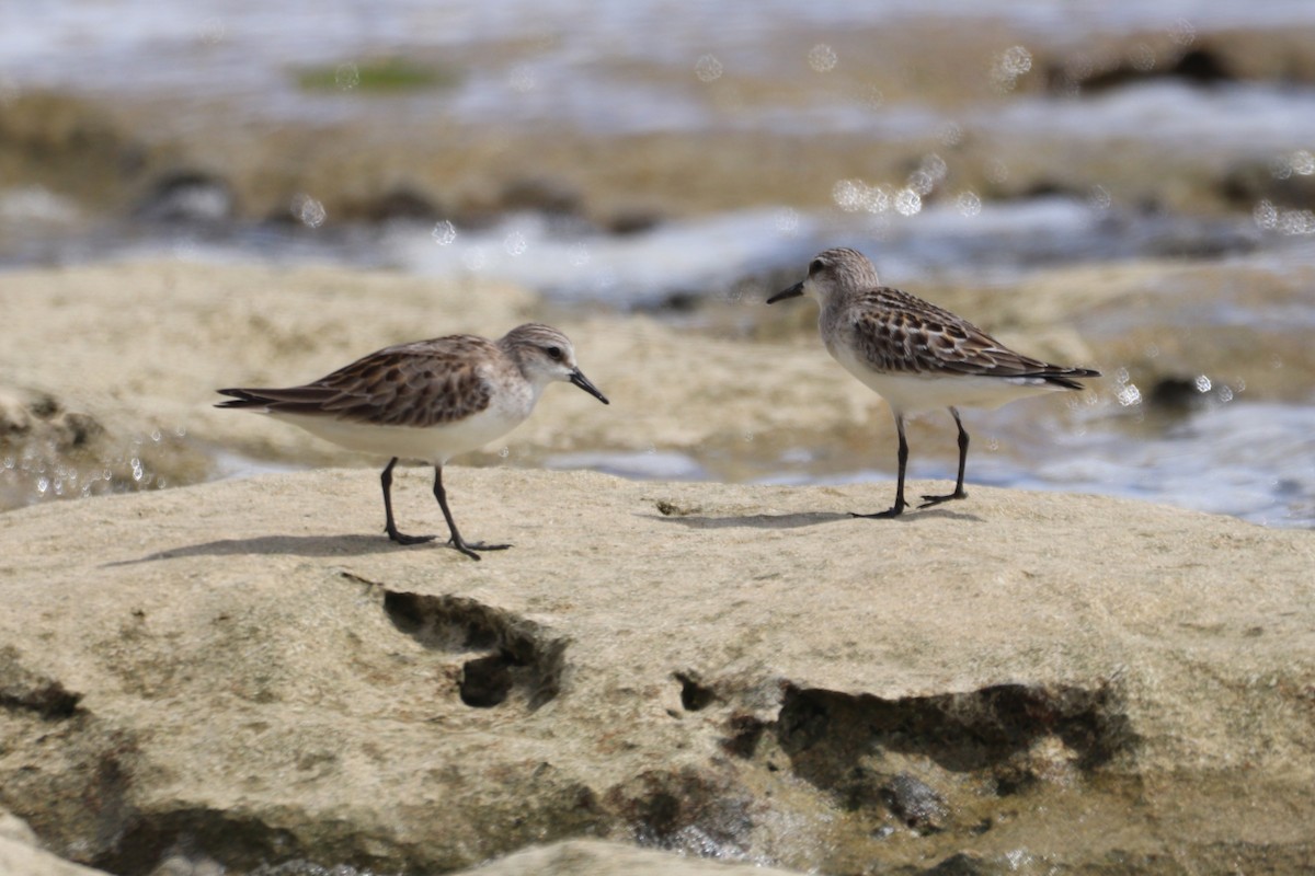 Red-necked Stint - ML644391838
