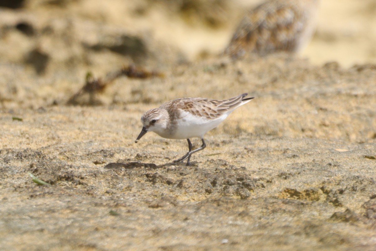 Red-necked Stint - ML644391839