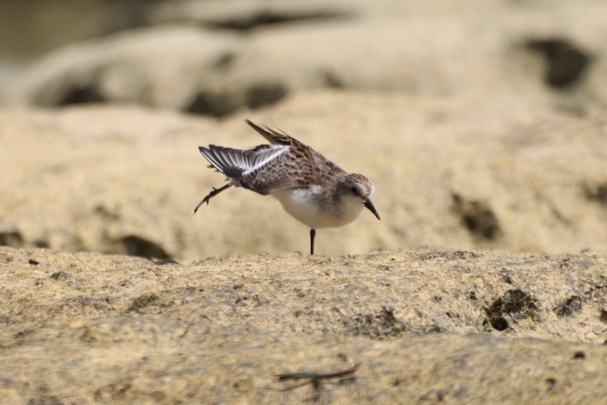 Red-necked Stint - ML644391840