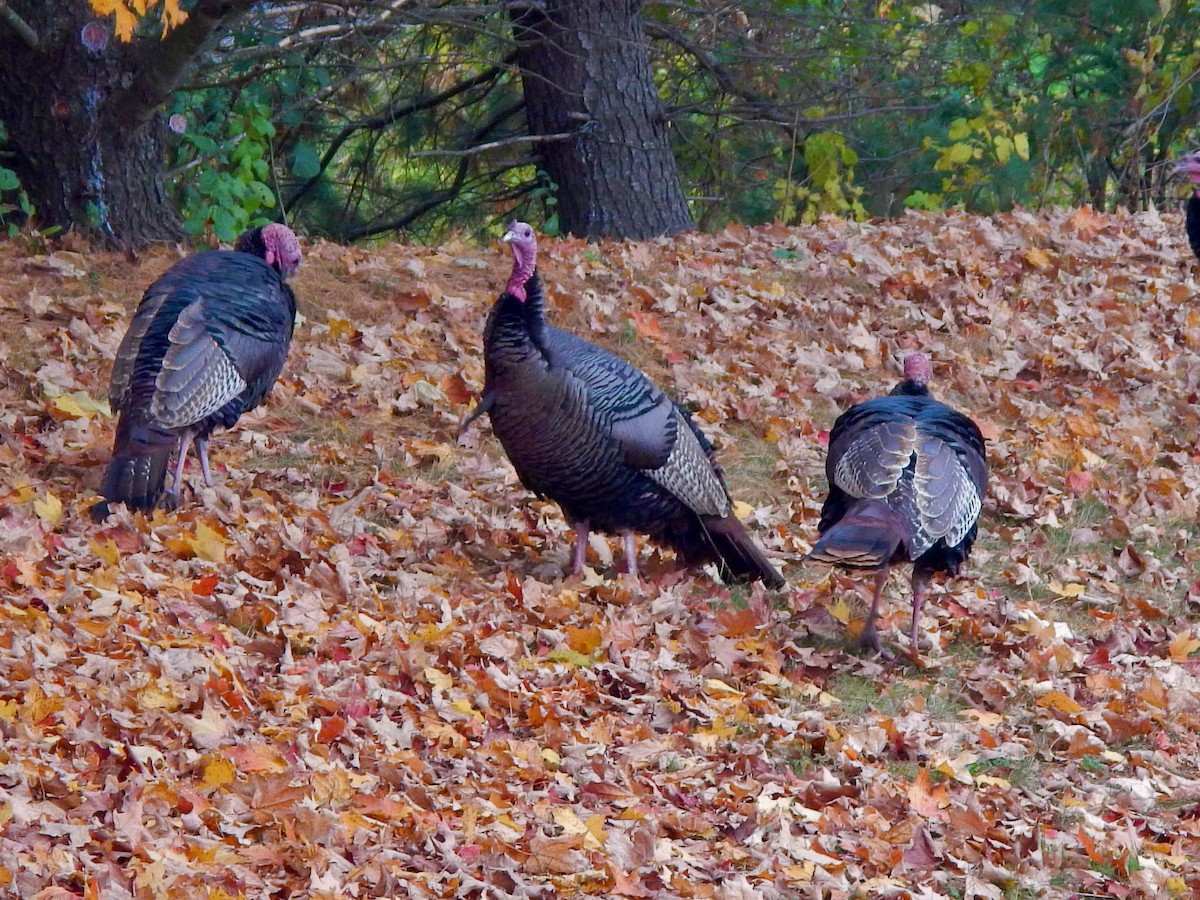 Wild Turkey - ML644391841