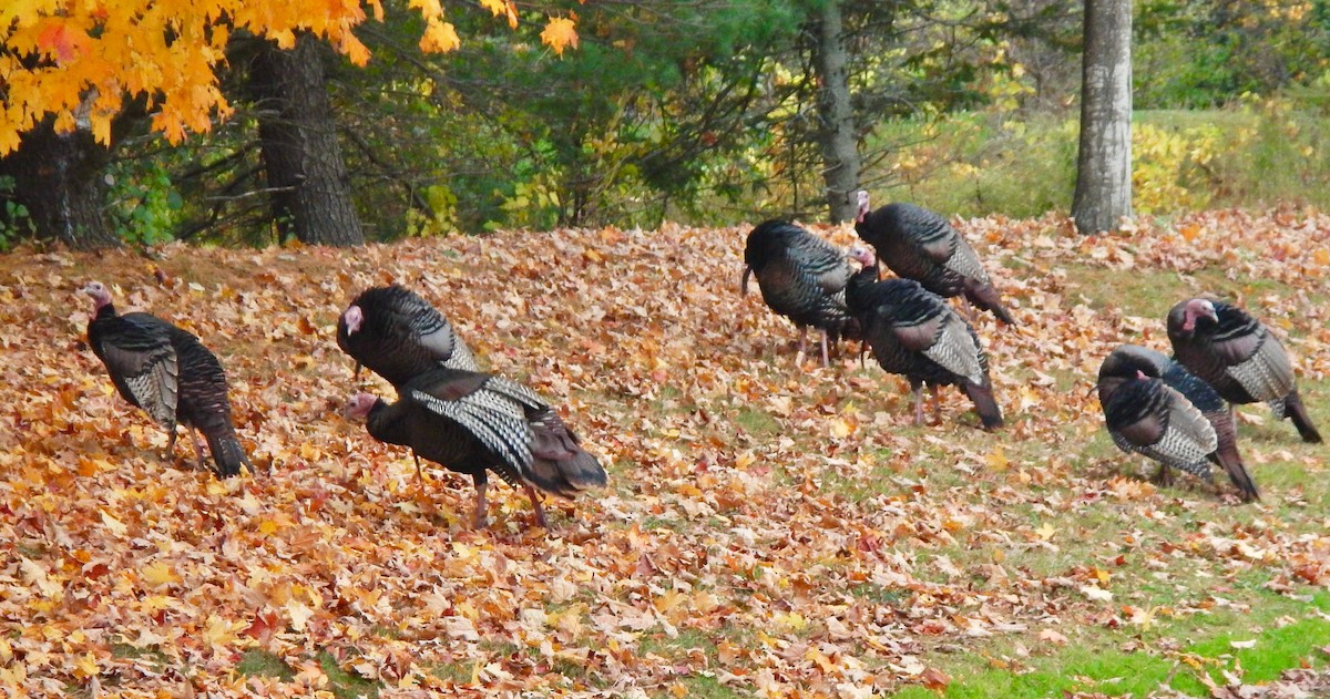 Wild Turkey - ML644391843