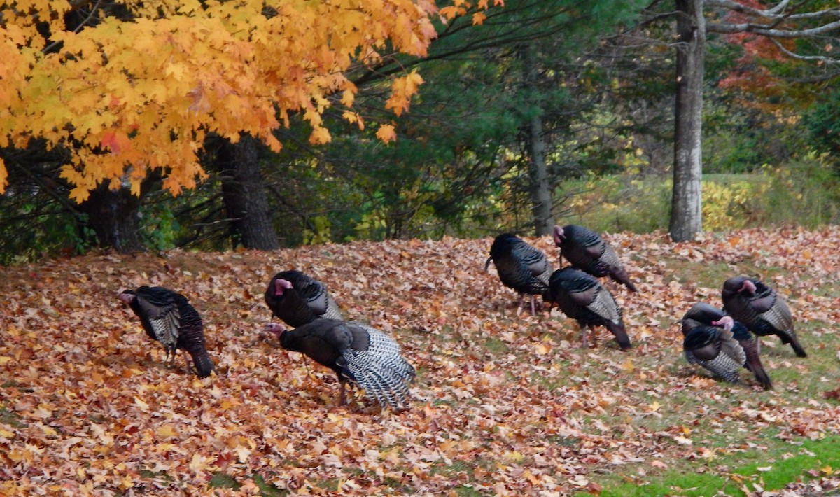 Wild Turkey - ML644391844