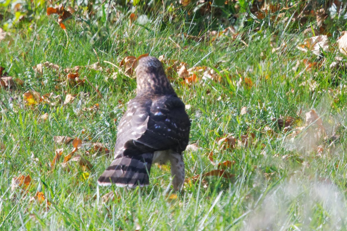 Cooper's Hawk - ML644391845
