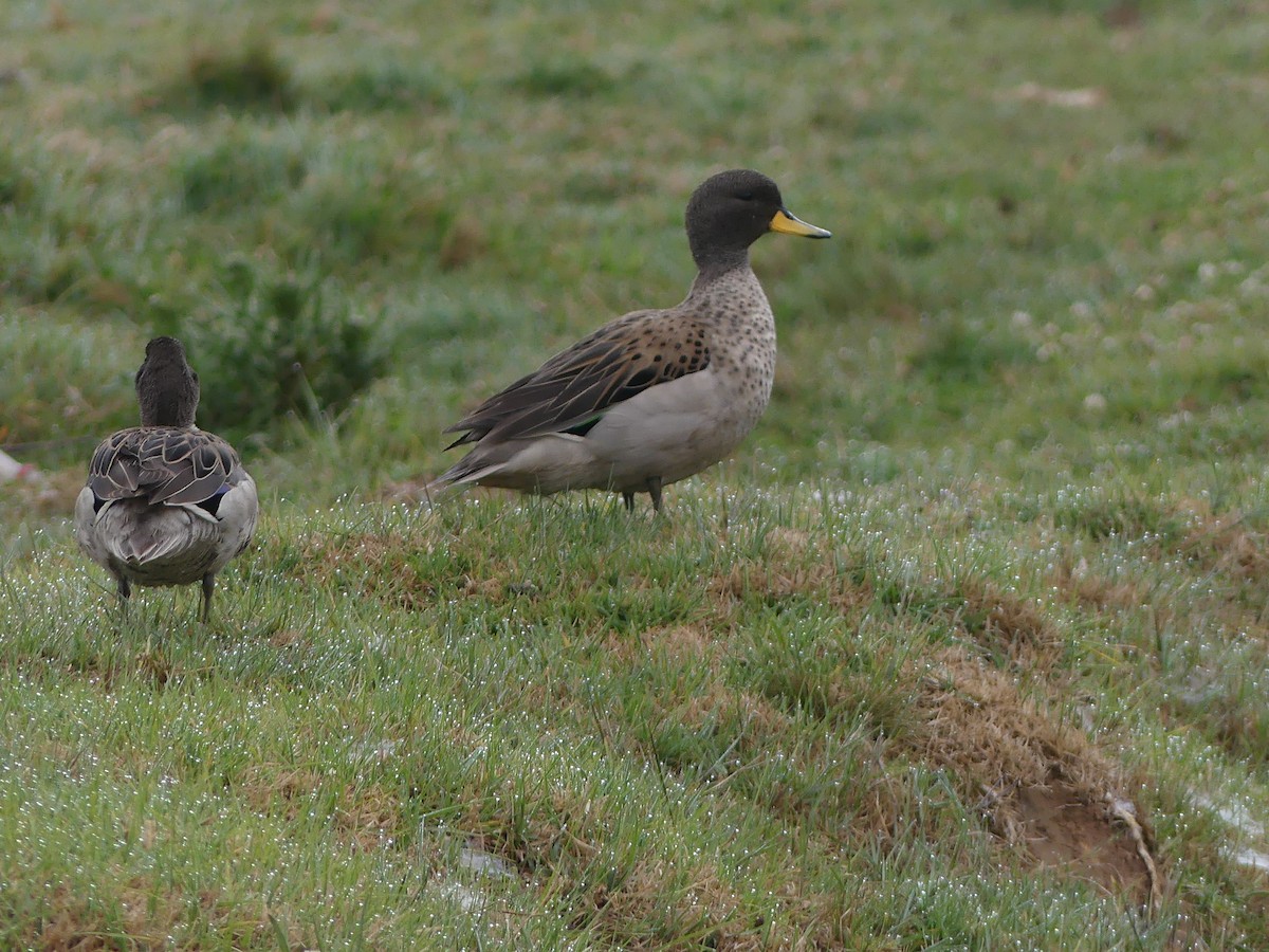 Sarcelle tachetée - ML644391847