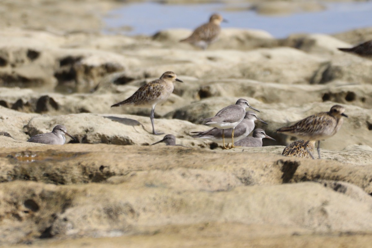 Gray-tailed Tattler - ML644391848