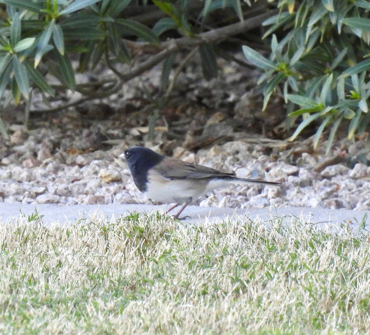 Dark-eyed Junco (Oregon) - ML644391852
