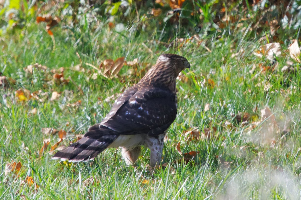 Cooper's Hawk - ML644391854