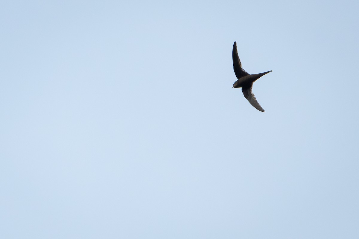 Scarce Swift - ML644391855