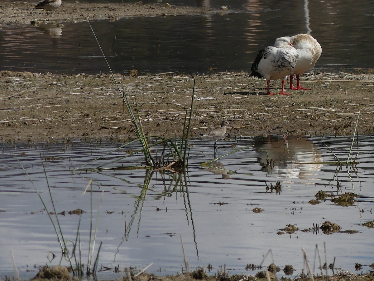 Hudsonian Godwit - ML644391858