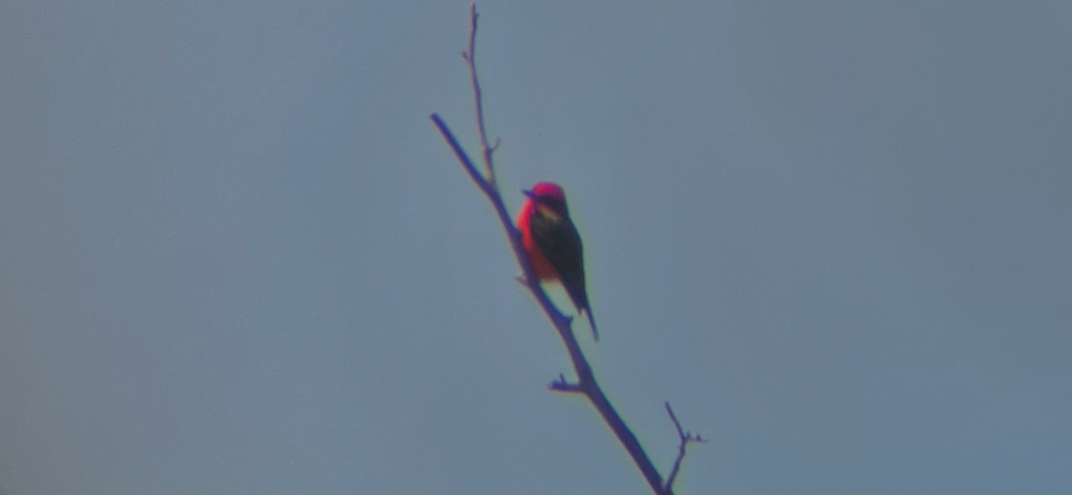 Vermilion Flycatcher - ML644391859