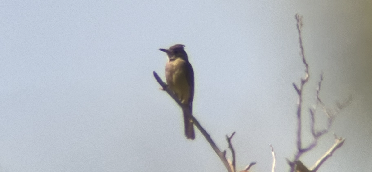 Moucherolle de Coues - ML644391865