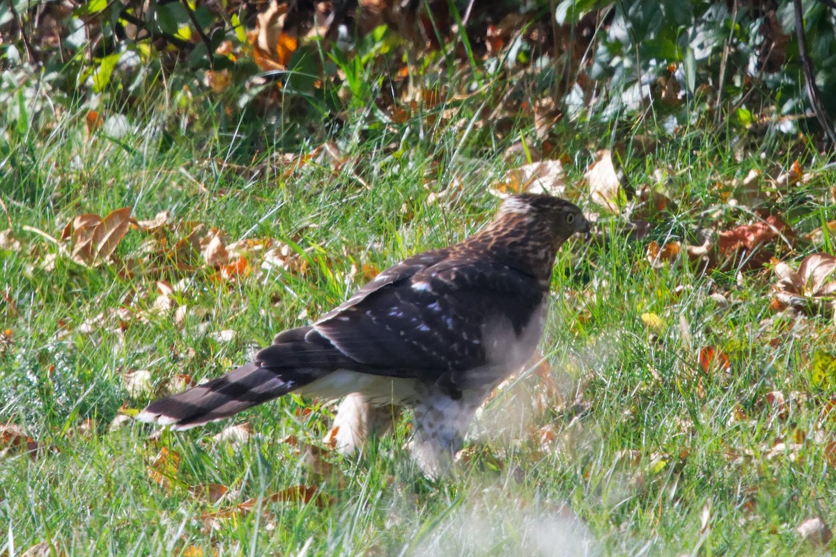 Cooper's Hawk - ML644391866