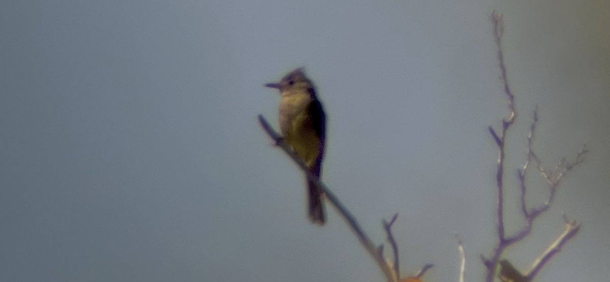 Moucherolle de Coues - ML644391867