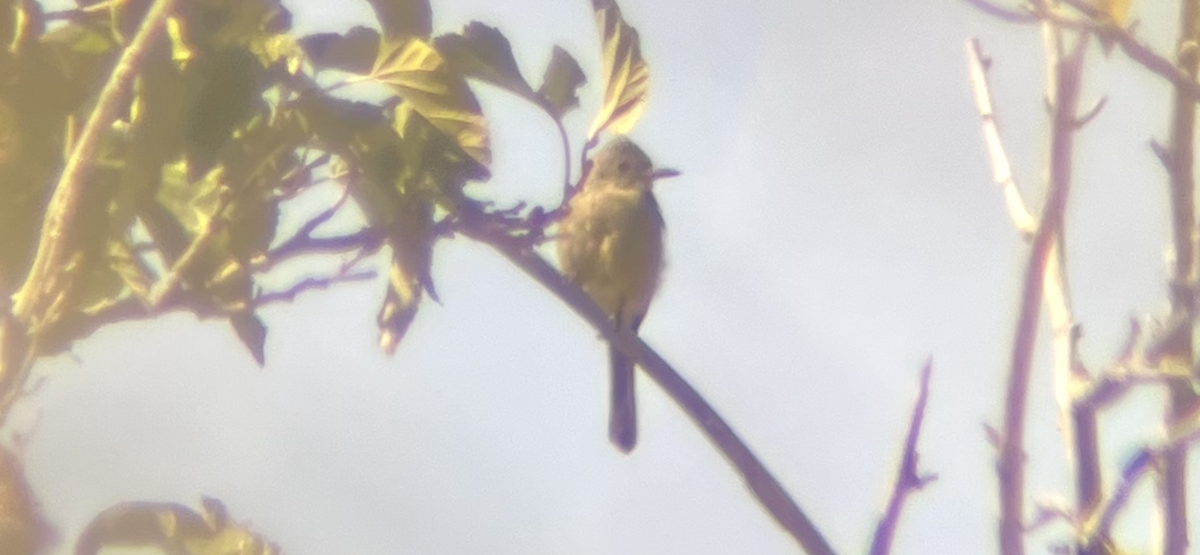 Moucherolle de Coues - ML644391868