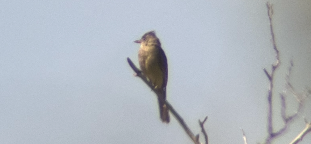 Moucherolle de Coues - ML644391869