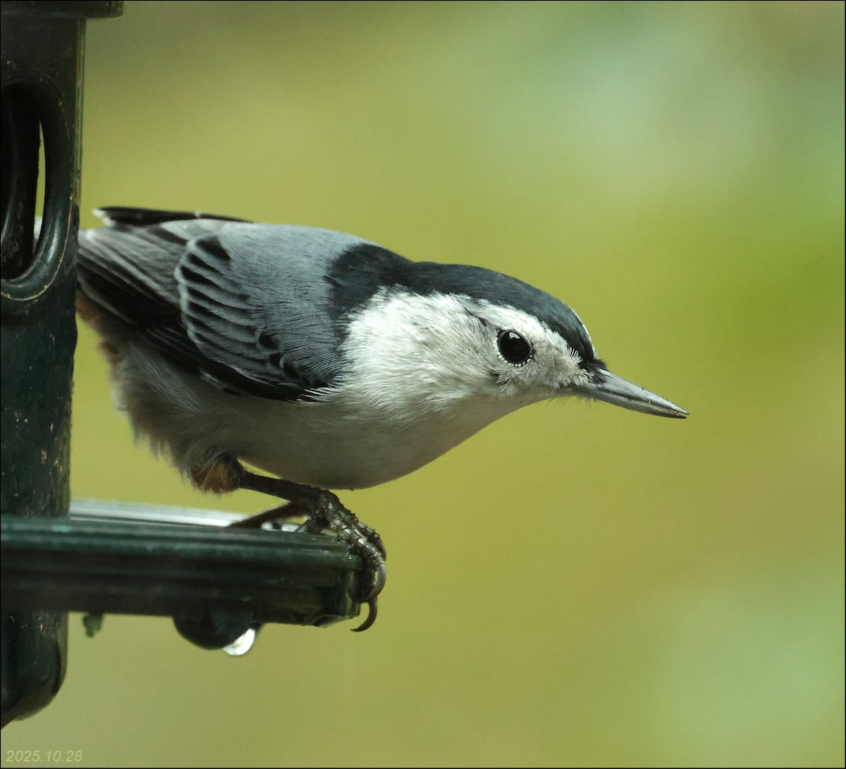 White-breasted Nuthatch - ML644391871