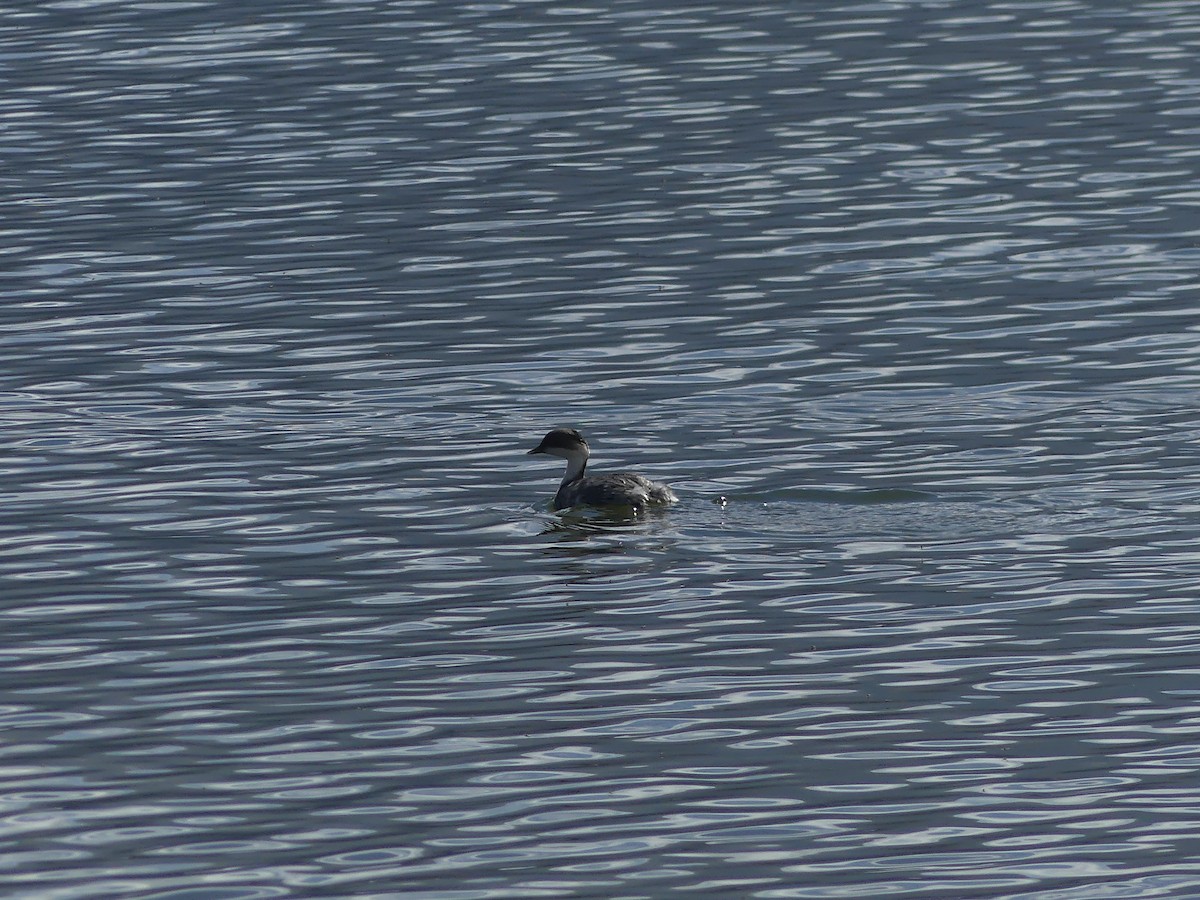 Silvery Grebe - ML644391872
