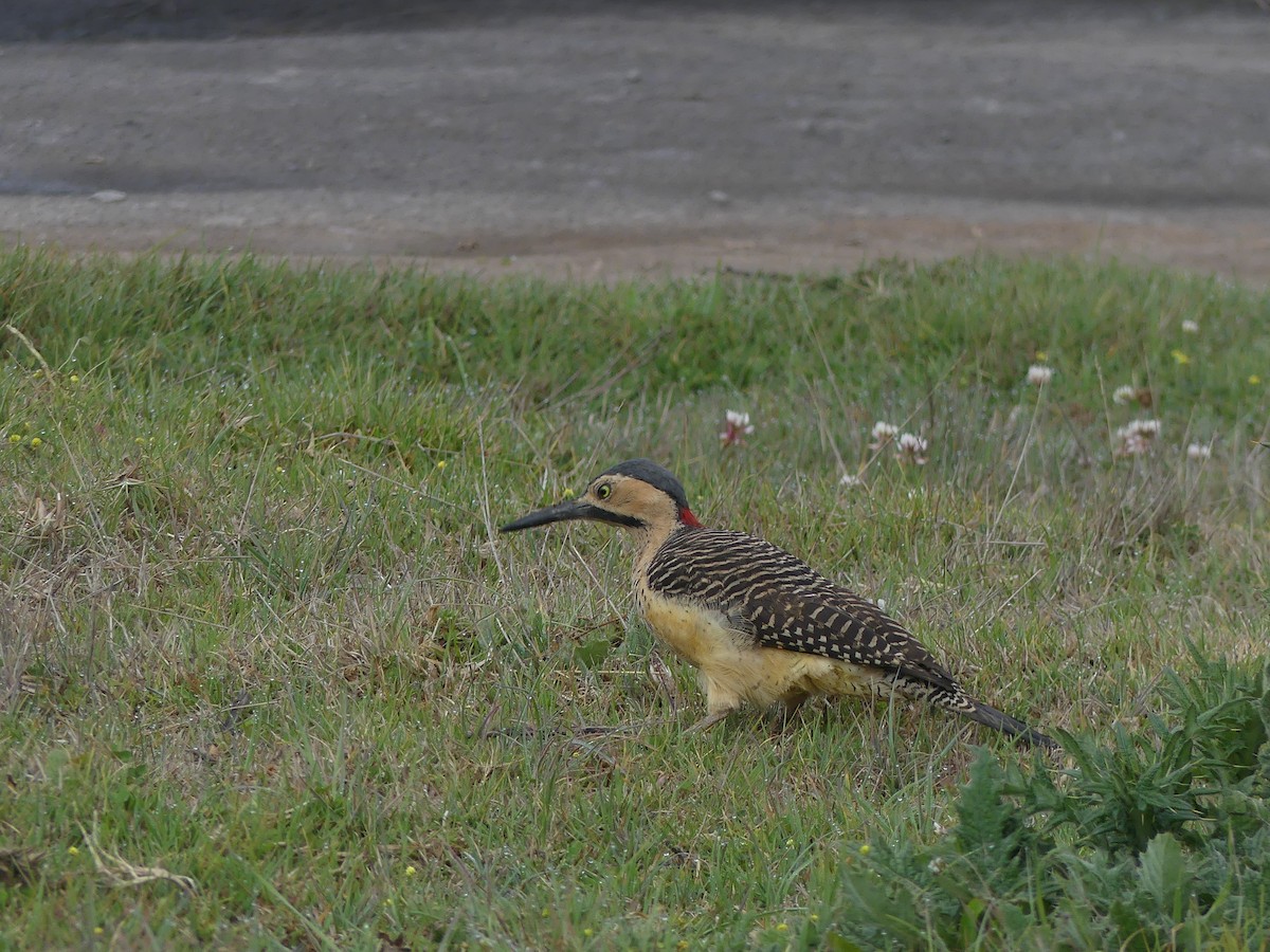 Andean Flicker - ML644391878