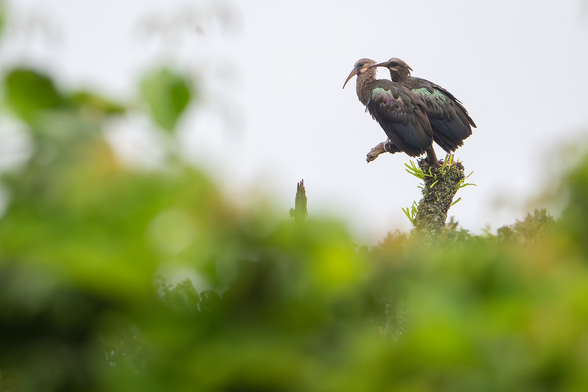 Olive Ibis - ML644391882