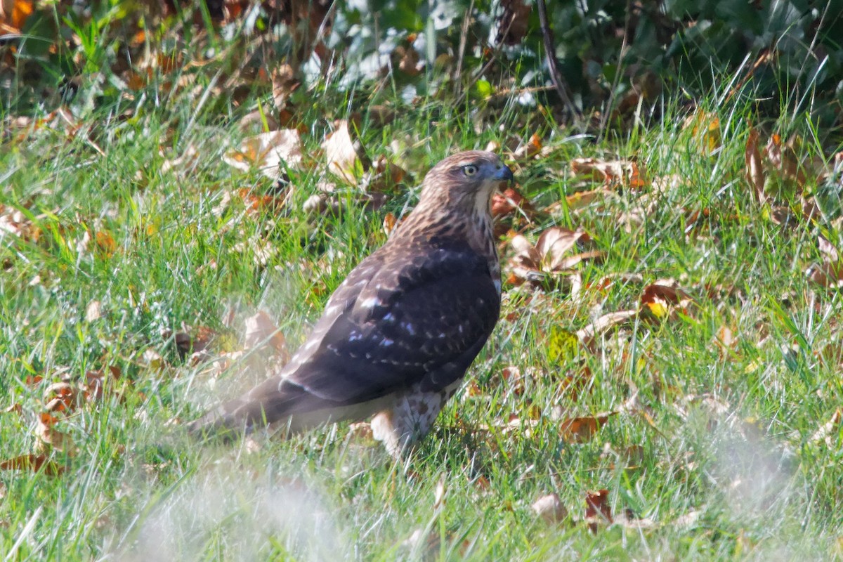 Cooper's Hawk - ML644391883