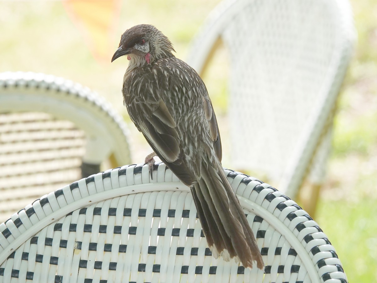 Red Wattlebird - ML644391884