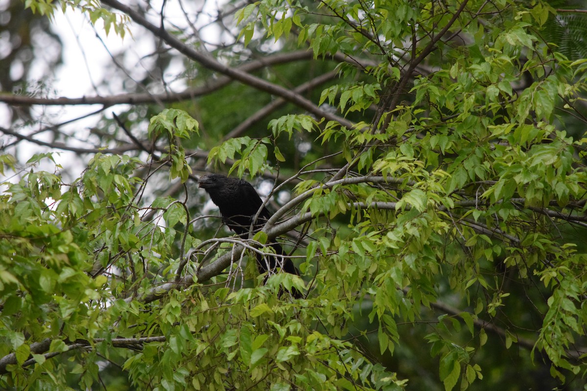 Ані товстодзьобий - ML644391888